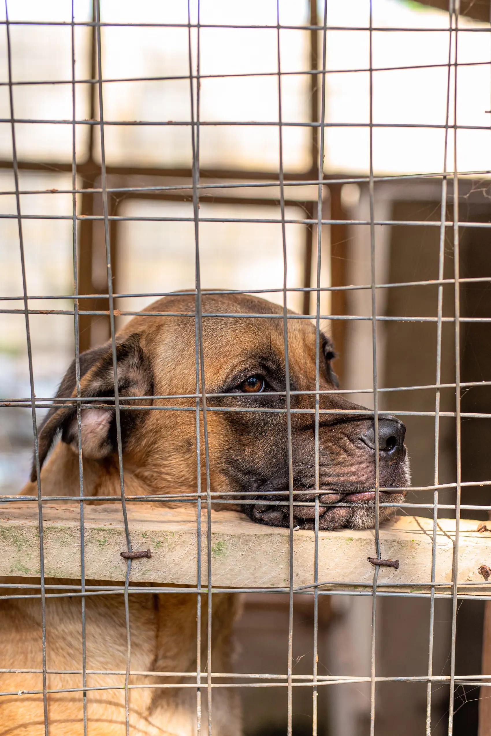 Chien seul derrière les barreaux d'un refuge