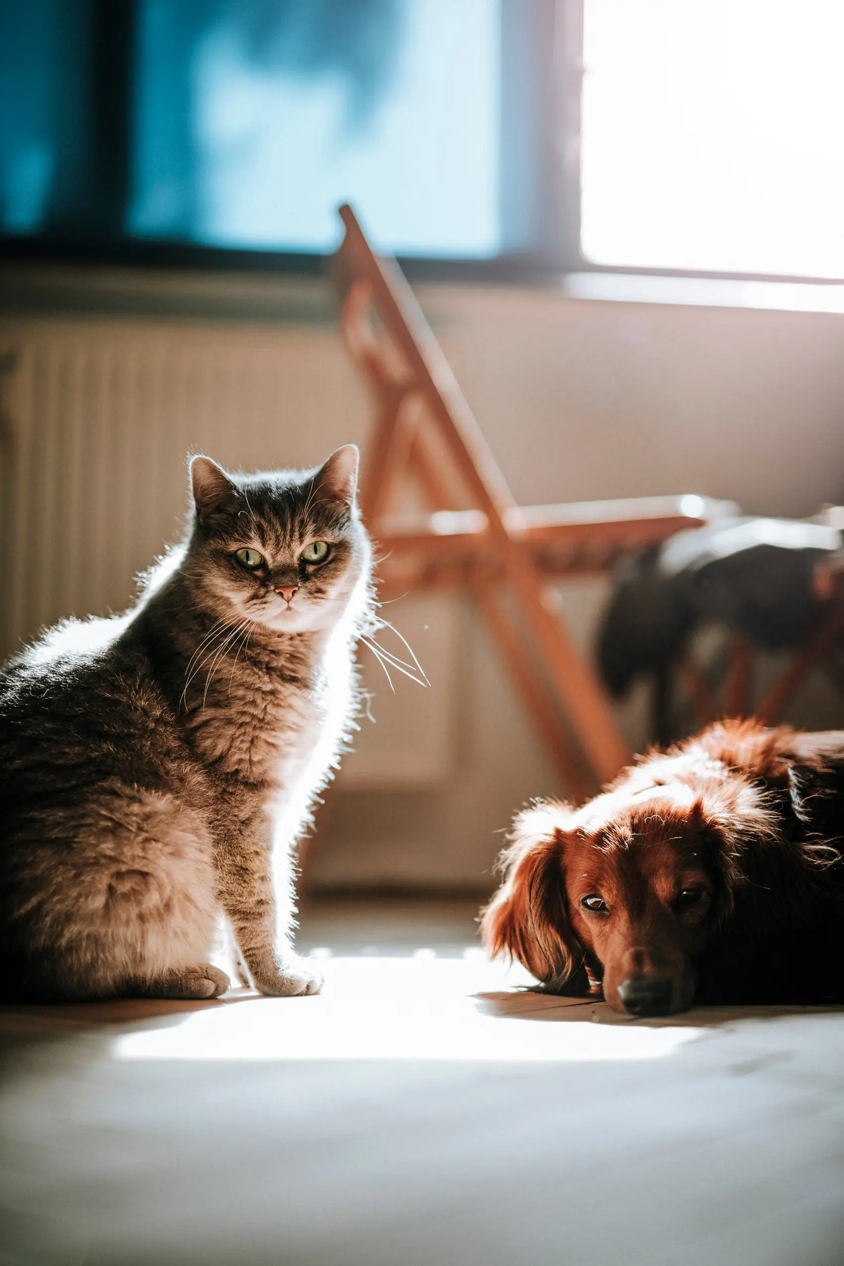Un chien et un chat au soleil