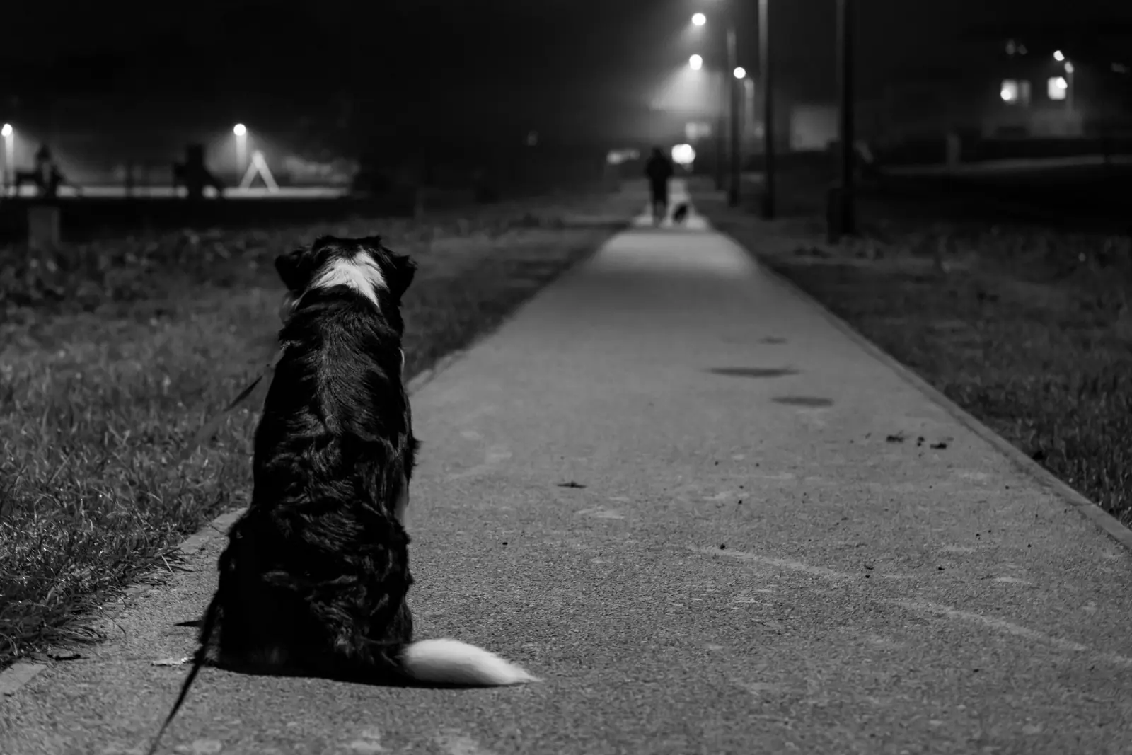 Chien assis seul la nuit, regardant une silhouette s'éloigner