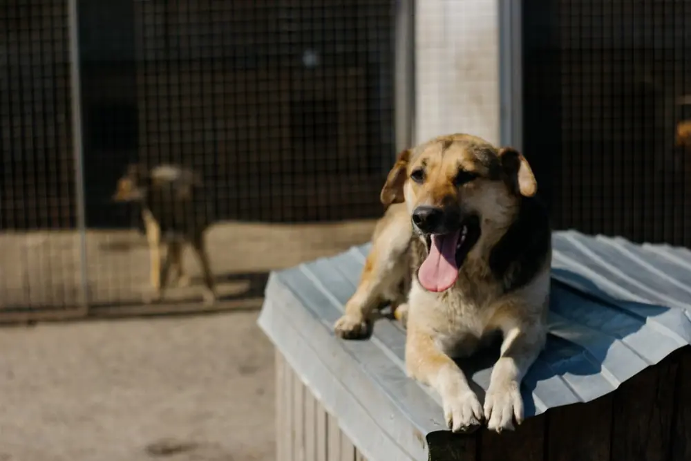 Chien heureux au soleil dans un refuge
