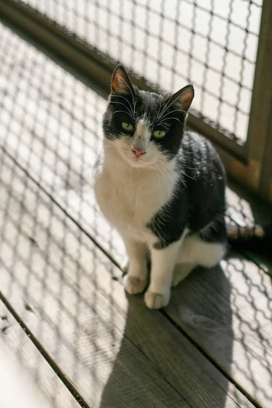 Chat d'un refuge sur une terrasse