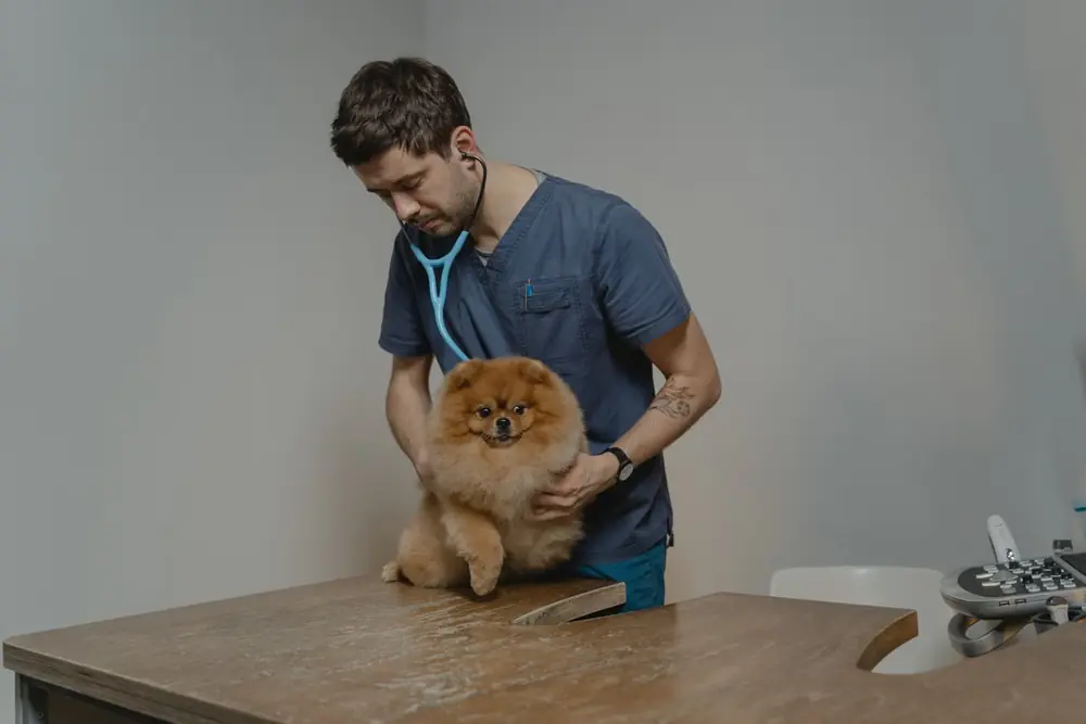 Vétérinaire auscultant un chien au stéthoscope